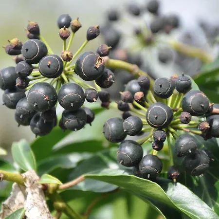 Bed & Breakfast Bavaria Muenchen Icking